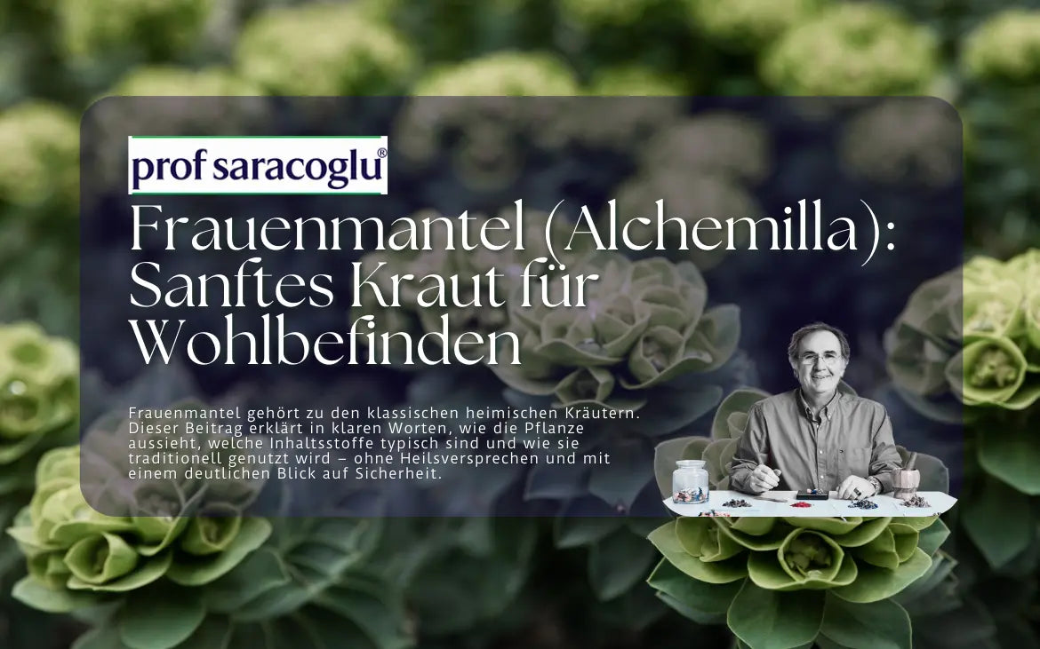 Frauenmantel (Alchemilla): Sanftes Kraut für Wohlbefinden